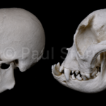 Is Our Flat Face a Sign of Self-Domestication?
