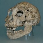 Dmanisi skulls illustrate Darwin’s idea of gradual evolution