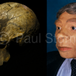 Neanderthals: beyond the brute