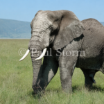 Why Did Africa Keep So Many Giants?